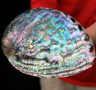 6.  9 " Large Gemmy Rainbow Polished Paua Abalone Shell Ab140