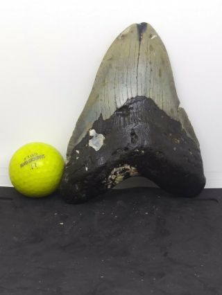 5.  70 " Megalodon Shark Tooth Fossil 100 Authentic