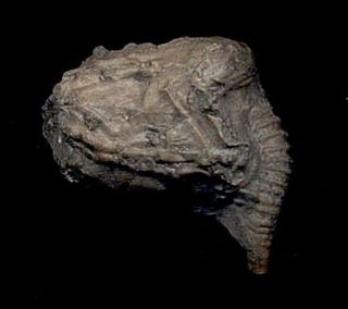 Extinctions - Extremely Rare Cystoid Fossil From Ontario - Detailed Glyptocystella