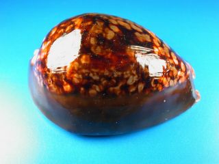 Cypraea Mauritiana,  Very Large,  Rusty Color,  104.  5mm,  Hawaii Shell