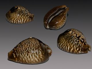 Seashell Cypraea Mus Donmoorei Big Dark Pattern 59.  5 Mm