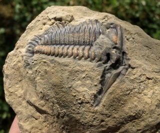 Rare Damesella Paronai Cambrian Trilobite Fossil Detailed Unprepar.  Naturaeon