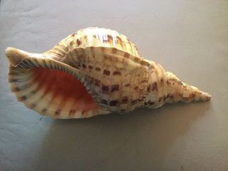 Conch Shell From Hawaii 12 In.  Snail,  Seashell,  Beach,  Ocean,  Aquarium