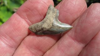 Fossil Alopias Grandis Thresher Shark Tooth 1.  254 Inches