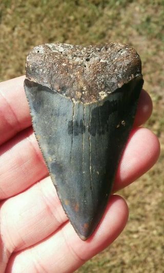 Monster 2 3/4 ",  Fossil Great White Shark Tooth All Natural Not Megalodon