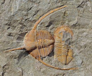 Fossil Trilobite,  Ampyx Cf.  Priscus,  From Morocco