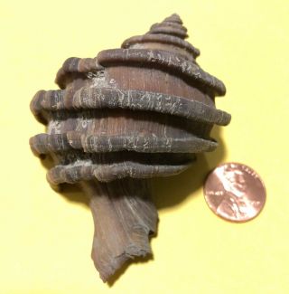 Ecphora Gardnerae Gardnerae Sea Shell Maryland State Fossil Megalodon Era