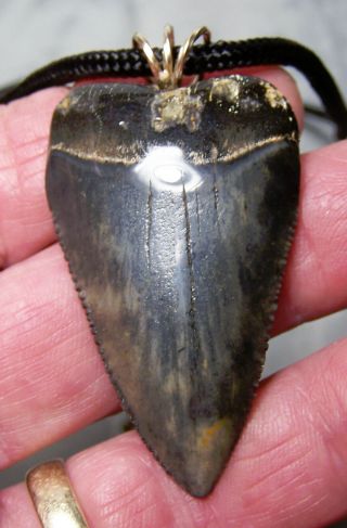 1 15/16 " Great White Shark Tooth Teeth Fossil Wireless Pendant Megalodon Dive