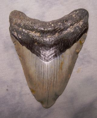 Megalodon Shark Tooth 4 3/8 " Shark Teeth Fossil Extinct Jaw Scuba Megalodon
