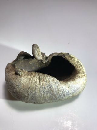 Fossilized Whale Ear Bone.  Extra Large Top Quality.  3.  53” And 7.  5 Oz