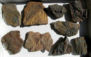 Extinctions - Flat Of 9 Cool Mahoumacrinus Crinoid Fossil Plates - Great Detail