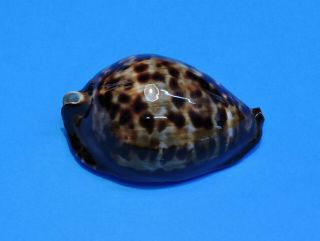 Seashell Cypraea Vercoi 85.  7mm (004)