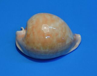 Seashell Cypraea Armeniaca 107mm (001)