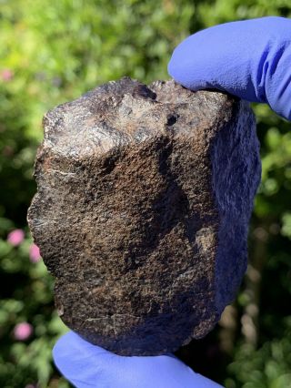 Meteorite Nwa,  Unclassified 167.  17 Grams,  Fusion Crust
