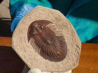 High Detail Devonian Trilobite Fossil Large 4.  24 " Inches