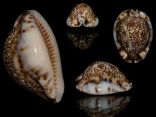 Seashell Cypraea Asiatica Gibba Crazy Margina Hypercallus 50.  5 Mm