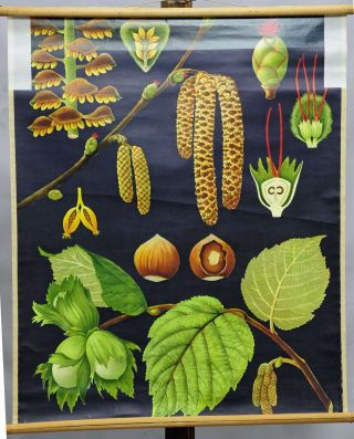 Vintage Pull - Down Wall Chart Poster,  Biology,  Plants,  Botany,  Hazelnut