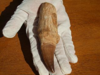Massive Mosasaur Dinosaur Tooth Fossil With Full Root Matrix 5.  0 " Inches