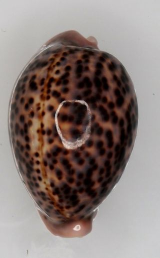 Seashell Cypraea Pantherina Selected