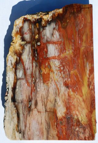 Large,  Polished Arizona Petrified Wood Stand - Up