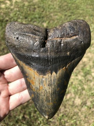 Huge Serrated 5.  35” Megalodon Tooth Fossil Shark Teeth