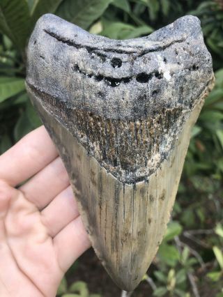 Huge Thick 5.  71” Megalodon Tooth Fossil Shark Teeth