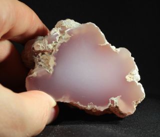 Pink Agate (chalcedony) Wood From Texas Springs,  Nevada 233 Grams Miocene