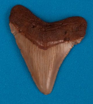 2.  1 Inch Megalodon Chubutensis Fossil Shark Tooth Relative Of The Great White
