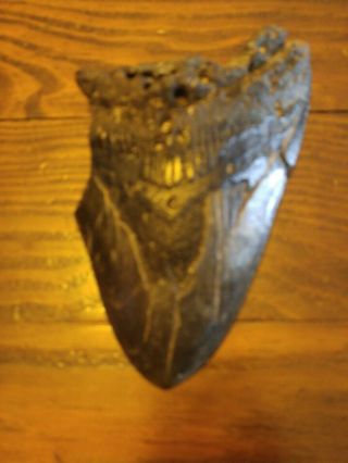 Huge 4 1/2 " Megalodon Shark Tooth Fossil Teeth Jaw Megladon Meg Scuba Diver
