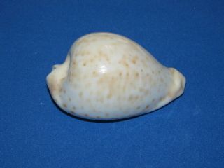 Seashells Cypraea Hesitata Beddomei Cyp8012 Shells