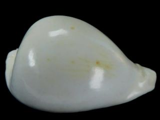 Seashell,  Cowry,  Cypraea Hesitata Howelli