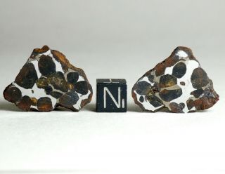 Meteorite Sericho - Pallasite - Split Individual - 2x Polished Endcuts 19.  8g