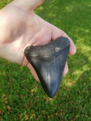 Megalodon Tooth 4 1/2 " Shark Teeth Fossil Jaw Megladon Scuba Dive Meg Huge
