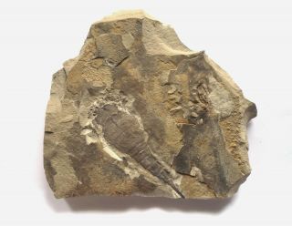 Silurian Sea Scorpion Eurypterus (balteurypterus) From Ukraine Fossil