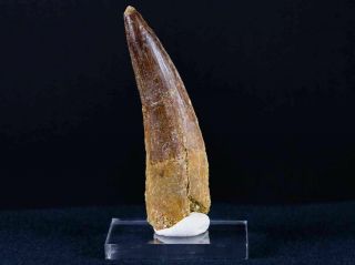 Xl 3.  3 In Spinosaurus Tooth 100 Million Yrs Old Cretaceous Dinosaur & Stand