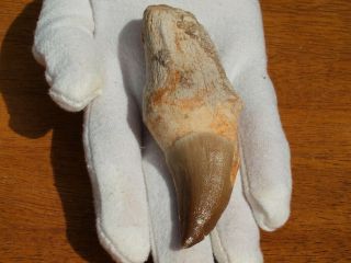 Massive Mosasaur Dinosaur Tooth Fossil With Full Root Matrix 3.  79 " Inches