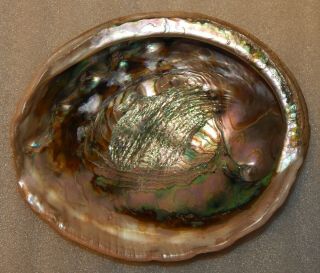 Seashell Haliotis Rufescens 209.  2mm Huge
