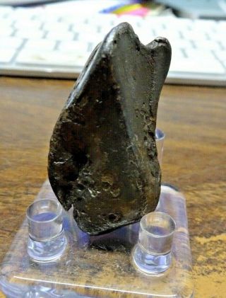 48 Gm.  Sikhote Alin Iron Meteorite ; Top Grade; Russia With Stand