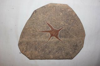 Brittle Star Fish Fossil Ordovician 450 Million Yrs Starfish Geocoma Corinata 2