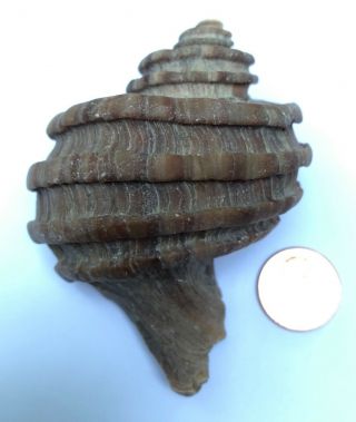 Ecphora Gardnerae Germonae Sea Shell Maryland State Fossil Megalodon Era