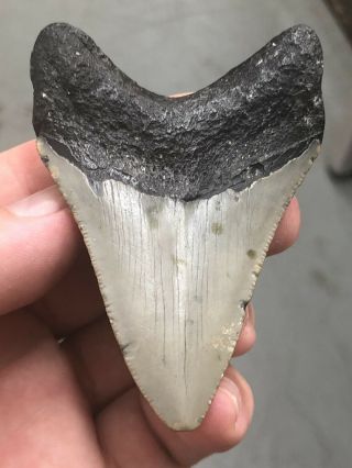 8 Huge 3 1/8 " Megalodon Giant Shark Tooth Teeth Extinct Fossil Megladon