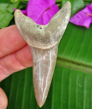 Incredible Large South Carolina Fossil Mako Shark Tooth Not Megalodon Teeth