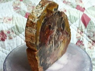 Large Stunning Polished Piece Of Petrified Wood From Mountains Of West Virginia