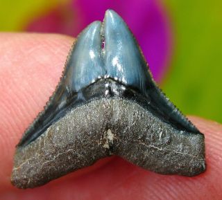 Deformed Double Tip Venice Florida Fossil Bull Shark Tooth Not Megalodon Teeth