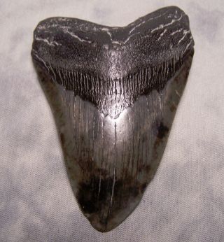 Megalodon Tooth 4 1/4 " Shark Teeth Fossil Jaw Megladon Scuba Dive Meg Big