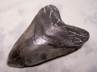 megalodon tooth 4 1/4 