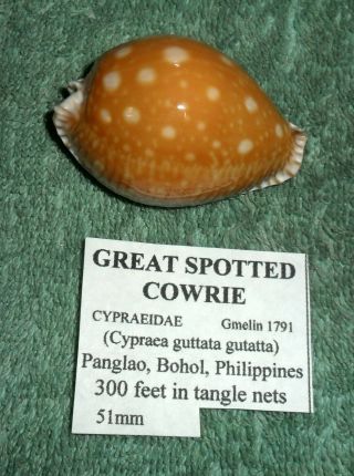 Bl Rfm 65671 Rare & Uncommon Shells Cypraea Guttata Guttata Gmelin 1791 52.  7mm
