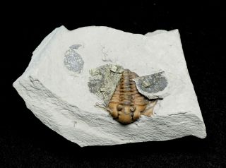 Indiana Trilobite,  Waldron Shale,  Calymene Breviceps