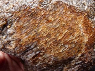 Rimrock: 4.  10 Lbs California Agatized Petrified Whale Bone Rough