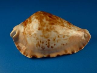 Cypraea Marginata Consueta,  Pattern,  62.  5mm,  Australia Shell